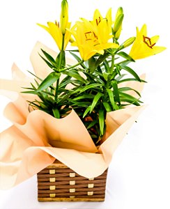 Lírios Plantados