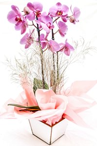 Orquídea Phaleanópsis Plantada