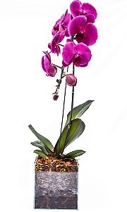 Orquídea Phaleanopsis Vaso de Vidro