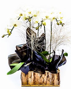 Orquídea Phaleanopsis 2 caixas