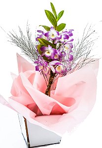 Orquídea Dendrobium Plantada