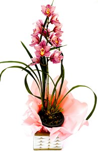 Orquídea Cymbidium