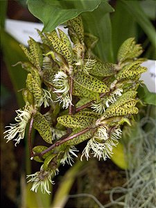 Catasetum barbatum