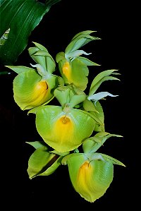 Catasetum pileatum oro verde