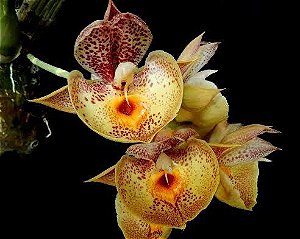 Catasetum orchidglade