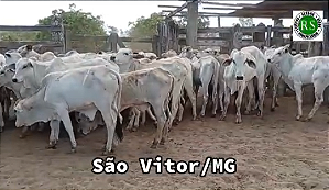 Oportunidade! 40 Bezerros 11 Meses – São Vítor/MG