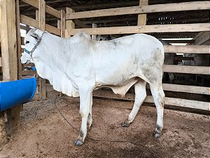 Terneiro Nelore de Elite – Camparino x Naviraí