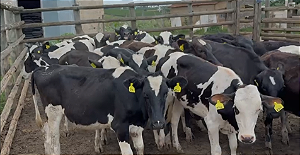 25 Novilhas 3/4 – Prontas para Inseminar!