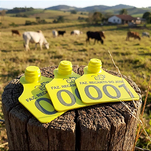 Caixa 50 brinco grande gado bovino personalizado + macho de ponta metálica