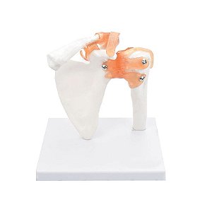 Articulação Do Ombro Esqueleto Modelo Anatômico