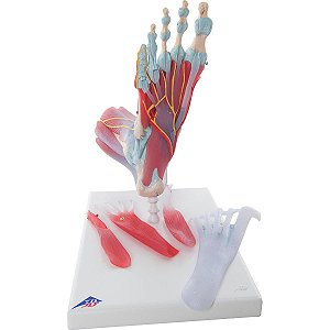 Modelo De Esqueleto Do Pé Com Ligamentos E Músculos