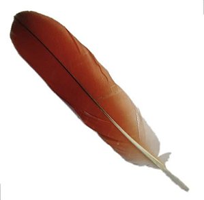 Pena Ekodidé