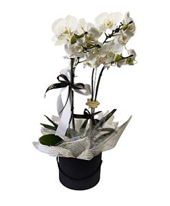 Box Com Orquídea