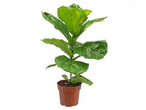 Ficus Lyrata P17