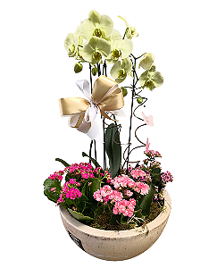 Orquídea e Mini Calandivas