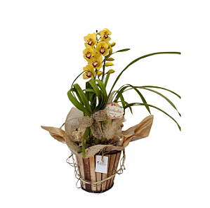 Orquídea Cymbidium