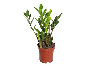 Zamioculcas Mini Pote 09