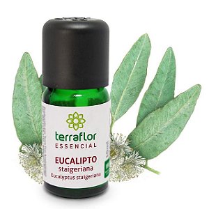 Óleo Essencial de Eucalipto Staigeriana Terra-Flor 10ml