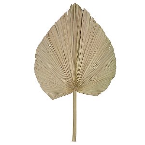 FOLHA LATANIA DESIDRATADO (NATURAL) 70X33CM