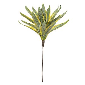 C.DRACENA EVA X18 (VERDE AMARELO) 90cm