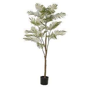 A. Acácia c/ Pote Plástico X23 (Verde) – 1,6m