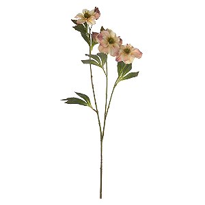 H. Heleboros Real Toque X3 (Chá Outono) – 65cm