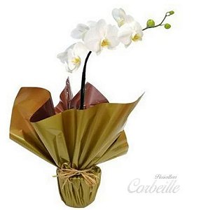 Orquídea Branca Phalaenopsis com Bombom Ferrero Rocher 12 unidades