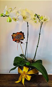 Orquídea Branca Phalaenopsis Plantada no Vaso