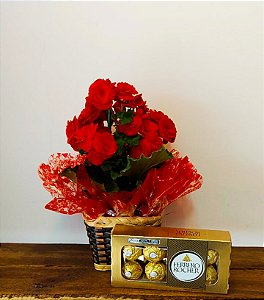 Mini Begonia Plantada Presente com Caixa Ferrero Rocher 8un