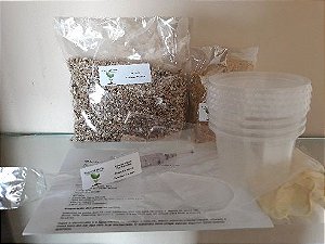 Kit de cultivo de Psilocybe cubensis