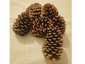 25 PINHAS DOURADAS NATAL BELISSIMO ENFEITE 2025