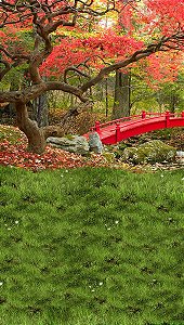 Fundo Fotográfico em Tecido Sublimado Floresta com Ponte