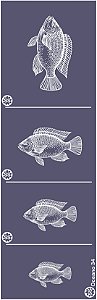 Oceano 34