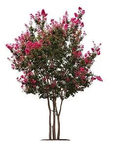 Resedá - Cor Rosa - Mudas Grandes