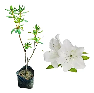 Azaleia Branca - Muda Próxima De Florir