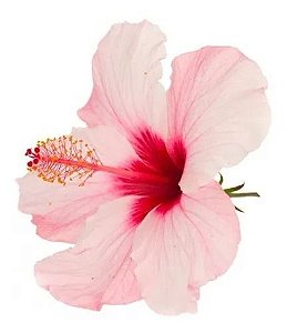 Hibisco Rosa - Muda Pequena - No Ciclo De Floração