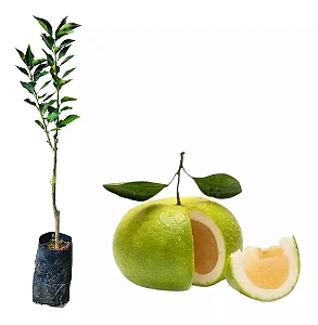 Muda De Laranja Zamboa - Enxertada - Produz Em Pouco Tempo
