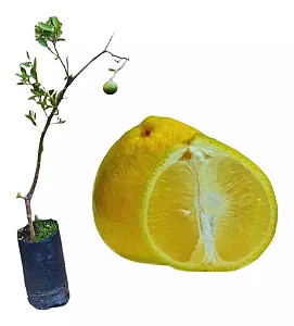 Laranja Champanhe - Muda Enxertada / Produzindo