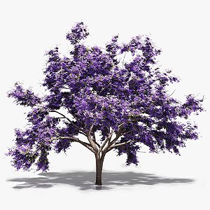 Jacarandá Mimoso - Muda Pequena