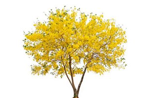 Ipê Amarelo - Muda Grande