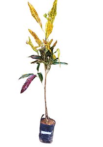 Cróton (Codiaeum Variegatum) - Muda Grande
