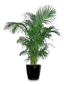 Muda Planta De Palmeira Areca Bambu - Para Decoração