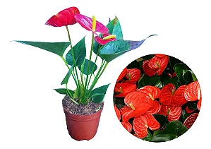 Antúrio Vermelho / Red - Muda Florindo - No Vaso