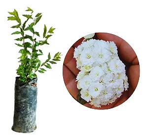 Buquê De Noiva / Grinalda De Noiva - Muda Próxima De Florir