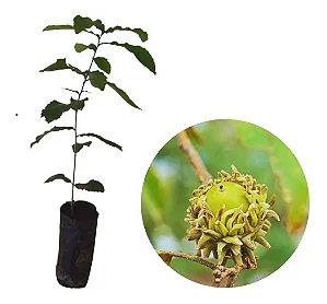 Carvalho Japonês Ou Kunugi / Quercus Acutissima - Muda Pequena