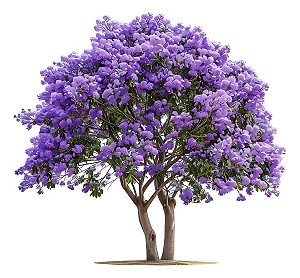 Ipê Roxo - Muda Grande - Mudas Próximas De Florir