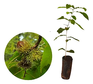 Carvalho Japonês Ou Kunugi / Quercus Acutissima - Kit 10 Mudas