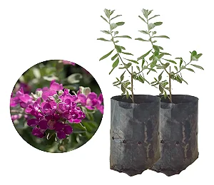 Chuva De Prata / Leucófilo - 2 Mudas - Próximas De Florir