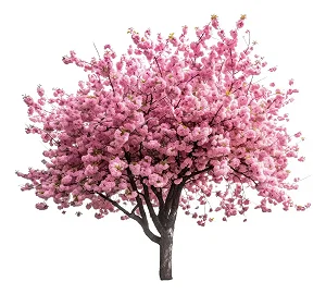 Cerejeira Sakura Okinawa - Japonesa - Kit 2 Mudas