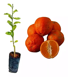 Limão Cravo, Rosa, Caipira  - Muda Enxertada - Próxima de Produzir